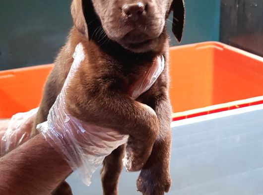 Uygun Fi̇yata Her Renk Orji̇nal Labrador Yavrular görsel
