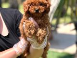 EFSANE RED BROWN TOY POODLE YAVRULARI