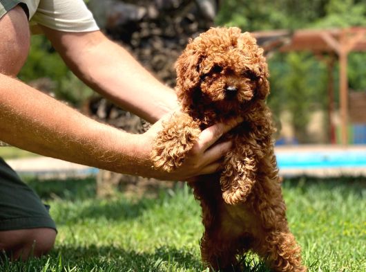 Efsane Red Brown Toy Poodle Yavrulari görsel
