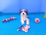 Gerçek Morki̇e Yavrular İstanbul Köpek Çi̇ftli̇ği̇nde