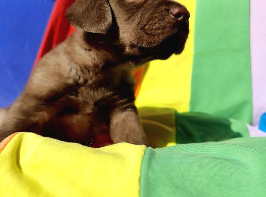 Uygun Fi̇yata Her Renk Orji̇nal Labrador Yavrular görsel