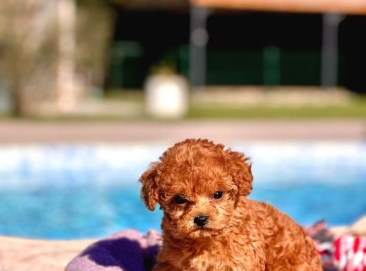 Tea Cup  Orji̇nal Toy Poodle Yavrulari görsel