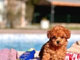 Tea Cup  Orji̇nal Toy Poodle Yavrulari