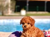 Tea Cup  Orji̇nal Toy Poodle Yavrulari