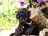 Super Super Fi̇yatlara Toy Poodle Yavrular