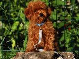 Super Super Fi̇yatlara Toy Poodle Yavrular