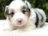 Blue merle ausie yavru