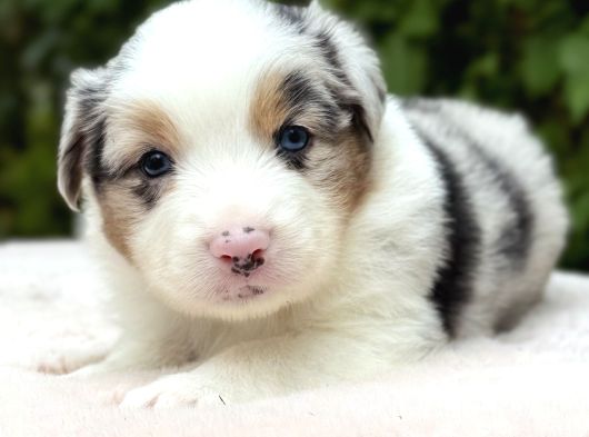 Blue Merle Ausie Yavru