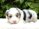 Blue Merle Ausie Yavru