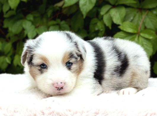 Blue Merle Ausie Yavru görsel