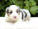 Blue Merle Ausie Yavru