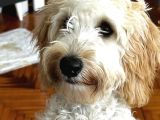 9 aylık maltipoo