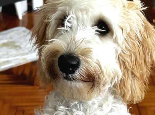 9 Aylık Maltipoo