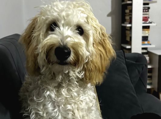 9 Aylık Maltipoo görsel