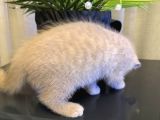 British Shorthair 2 Aylık