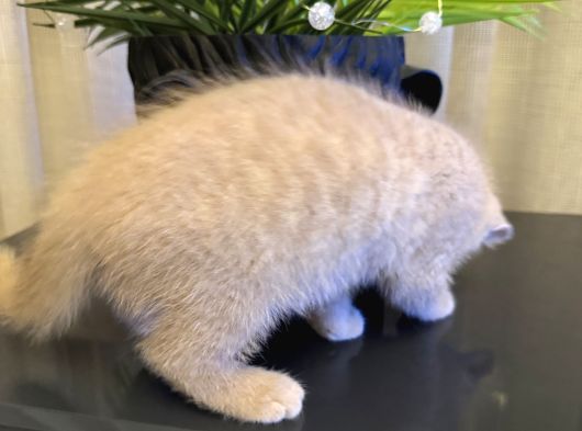 British Shorthair 2 Aylık görsel