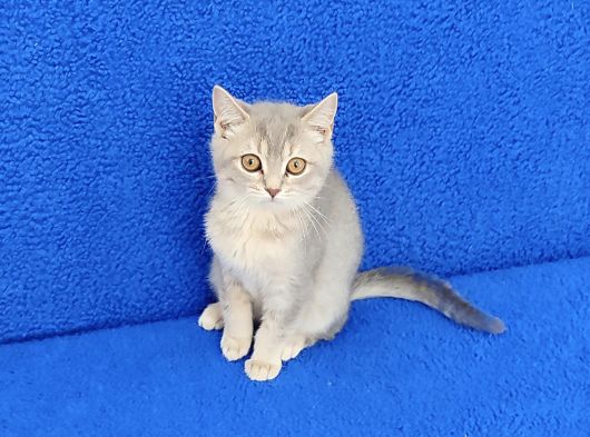 Yeni̇ Yuvasina Gi̇tmeye Hazir Mükemmel Bi̇r Ponçi̇k
