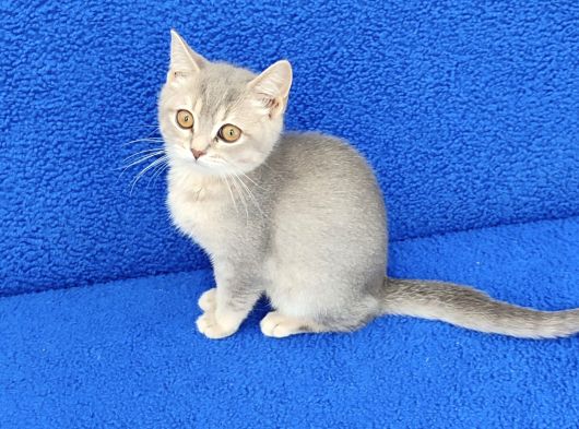 Yeni̇ Yuvasina Gi̇tmeye Hazir Mükemmel Bi̇r Ponçi̇k görsel