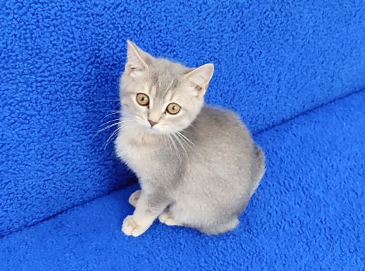 Yeni̇ Yuvasina Gi̇tmeye Hazir Mükemmel Bi̇r Ponçi̇k görsel