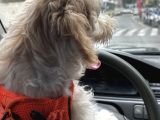 9 Aylık Maltipoo