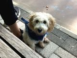 9 Aylık Maltipoo