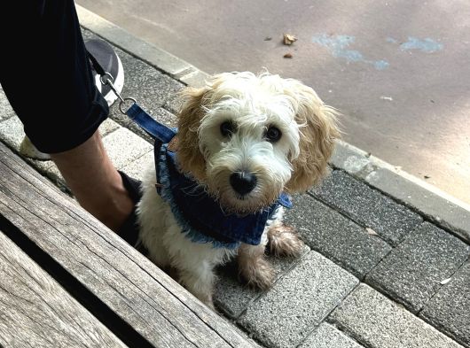 9 Aylık Maltipoo görsel