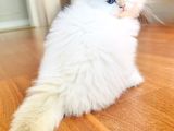 Saf Kanli British Longhair Kedi
