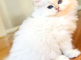 Saf Kanli British Longhair Kedi