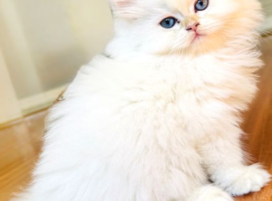 Saf Kanli British Longhair Kedi görsel