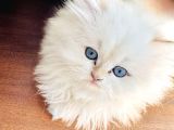 Saf Kanli British Longhair Kedi