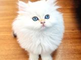 saf kanli british longhair kedi