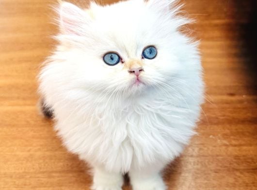 Saf Kanli British Longhair Kedi