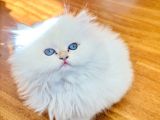 Saf Kanli British Longhair Kedi