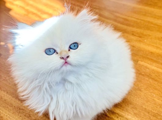 Saf Kanli British Longhair Kedi görsel