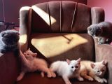 British fold scottish fold
