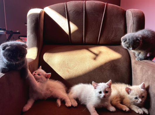British Fold Scottish Fold