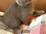 British Fold Scottish Fold