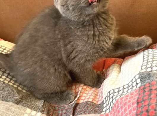 British Fold Scottish Fold görsel