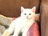 British Fold Scottish Fold