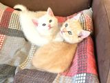 British Fold Scottish Fold