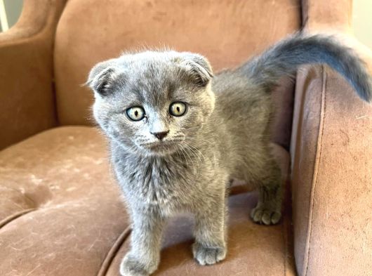 British Fold Scottish Fold görsel