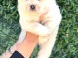 Harika Anatomi Chow Chow Yavrukar
