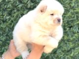 Harika Anatomi Chow Chow Yavrukar