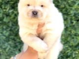 Harika Anatomi Chow Chow Yavrukar