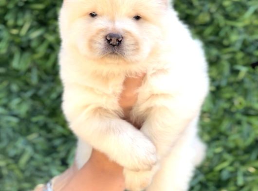 Harika Anatomi Chow Chow Yavrukar görsel