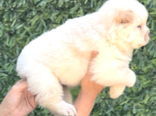 Harika Anatomi Chow Chow Yavrukar görsel