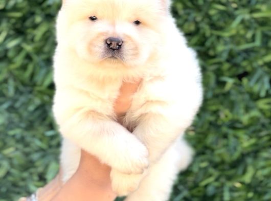 Harika Anatomi Chow Chow Yavrukar