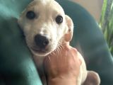 JOEY - ismini friends dizisindeki joey den alıyor
