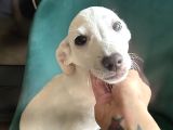 Joey - Ismini Friends Dizisindeki Joey Den Alıyor