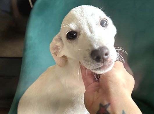 Joey - Ismini Friends Dizisindeki Joey Den Alıyor görsel
